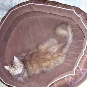 Meet your Posher, Nancy